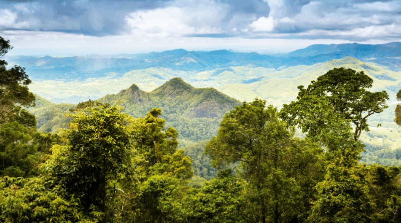 forest protection
