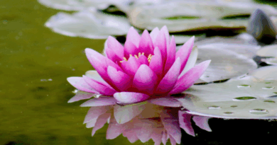 zijn in mindfulness