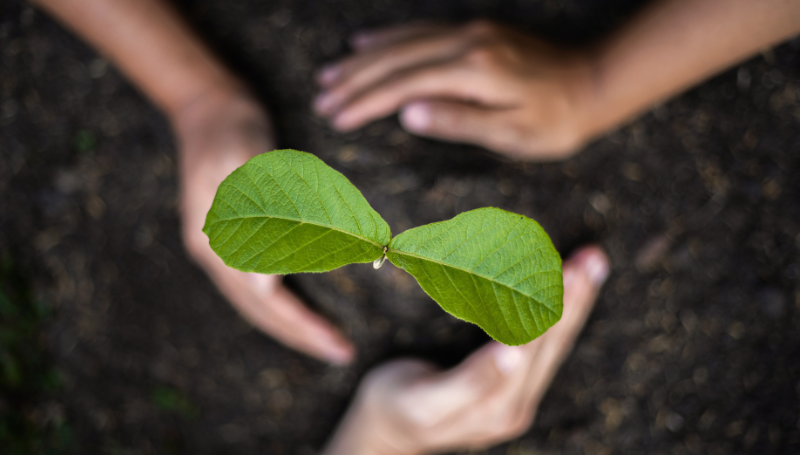 Gardening for mental health