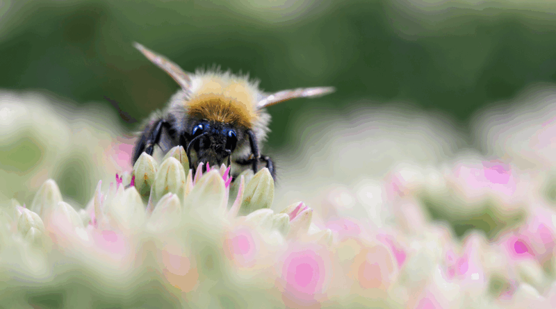 insecten helpen