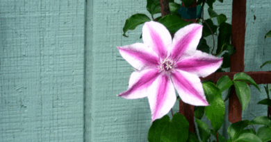 Clematis flower