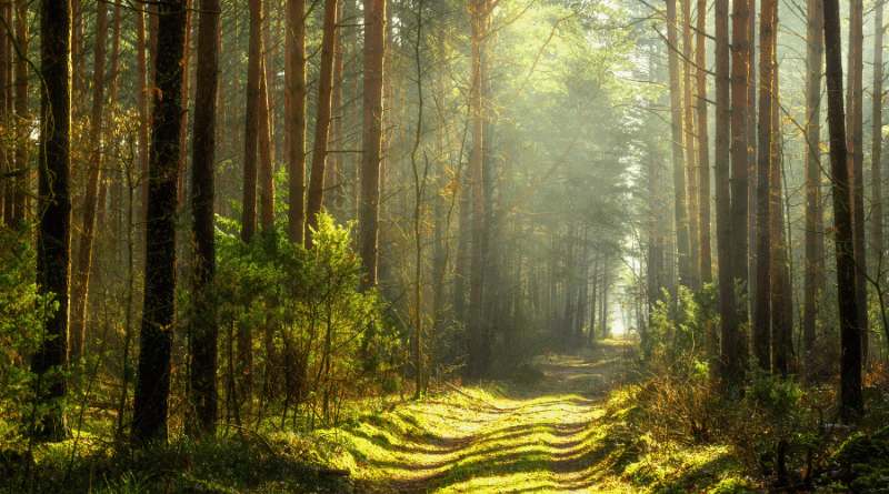 Roles of forests