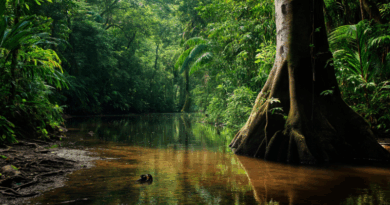 Indigenous knowledge