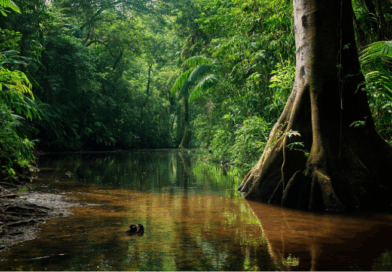 Indigenous knowledge