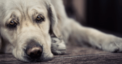 Depression in animals