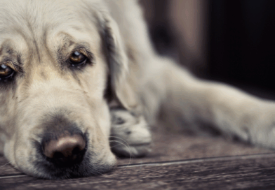 Depression in animals