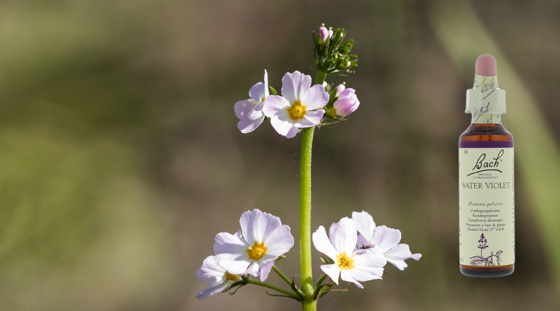 Bachbloesemtherapie