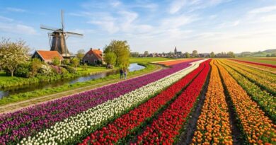 Vast rows of colorful purple, white, and red tulips blooming in a Dutch landscape, featuring a traditional windmill, farmhouses, a couple walking along a canal, and a village under a blue sky.