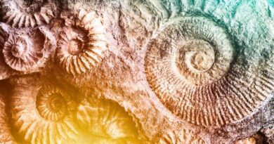 Verzameling ammoniet-fossielen die de natuurlijke logaritmische spiraal en Fibonacci-reeks tonen, een voorbeeld van heilige geometrie in de natuur.