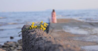 Gele bloemen op een stenen muur bij de zee met op de achtergrond een vrouw op een steiger, symbool voor intuïtie en innerlijke rust.