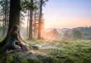 Tuning in: how to align your vibration with the pulse of the Earth