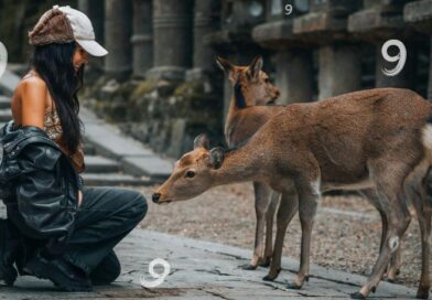 Een jonge vrouw die teder contact maakt met herten in een natuurlijke omgeving, omringd door het getal 9, wat de empathie van levenspad nummer 9 in de numerologie symboliseert.