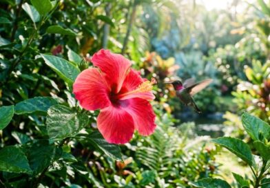 A vibrant red hibiscus flower in full bloom with a hummingbird hovering nearby in a lush tropical garden.
