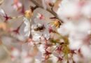Een honingbij die een witte lentebloesem bestuift, wat symbool staat voor de wedergeboorte en vitale energie (Prana) van het ayurvedische Kapha-seizoen.