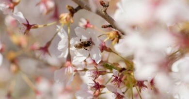 Een honingbij die een witte lentebloesem bestuift, wat symbool staat voor de wedergeboorte en vitale energie (Prana) van het ayurvedische Kapha-seizoen.