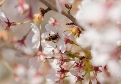 Een honingbij die een witte lentebloesem bestuift, wat symbool staat voor de wedergeboorte en vitale energie (Prana) van het ayurvedische Kapha-seizoen.