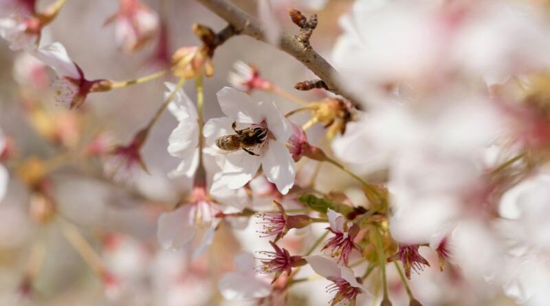 Een honingbij die een witte lentebloesem bestuift, wat symbool staat voor de wedergeboorte en vitale energie (Prana) van het ayurvedische Kapha-seizoen.