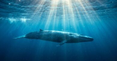 Een indrukwekkende blauwe vinvis zwemt rustig onder water in een diepblauwe oceaan, verlicht door mystieke zonnestralen die door het wateroppervlak breken.
