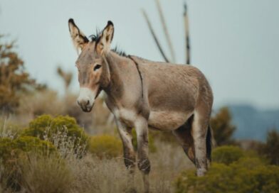 A brown donkey stands in a dry, bushy landscape in Spain, grazing on undergrowth to create natural fire barriers.