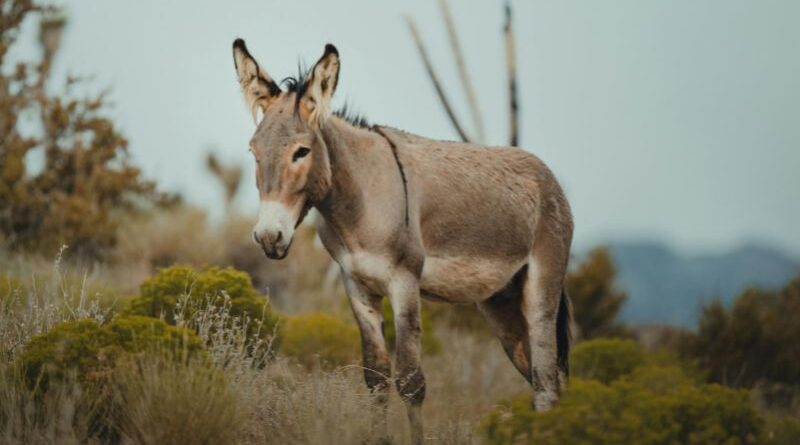 A brown donkey stands in a dry, bushy landscape in Spain, grazing on undergrowth to create natural fire barriers.