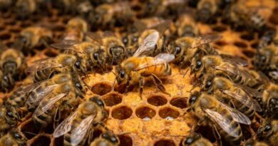 A close-up shot of a honey bee performing the waggle dance on a golden honeycomb, surrounded by an attentive audience of fellow hive bees touching her with their antennae.