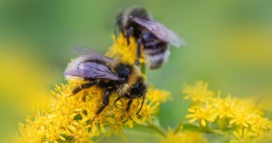 Two honey bees collecting resin and pollen from bright yellow wildflowers to create propolis for hive health.
