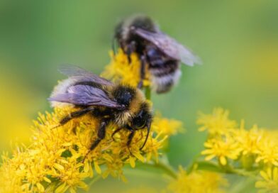 Two honey bees collecting resin and pollen from bright yellow wildflowers to create propolis for hive health.