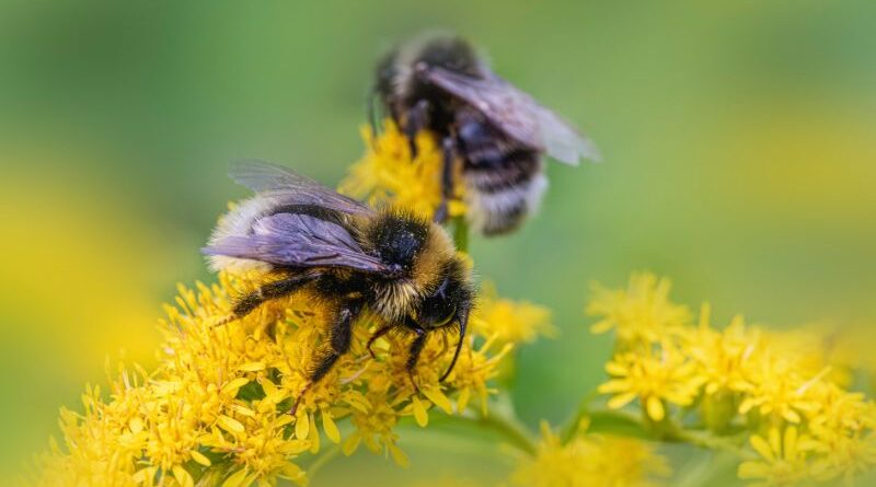 Two honey bees collecting resin and pollen from bright yellow wildflowers to create propolis for hive health.