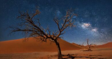 Dode bomen in de Deadvlei woestijn van Namibië onder een heldere sterrenhemel met de Melkweg.