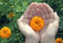 Two hands gently cradling a bright orange calendula marigold flower in a green garden, used as a natural home remedy to soothe allergic skin reactions.