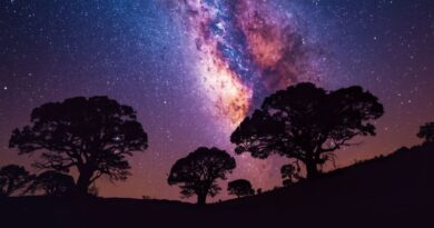 Kleurrijke Melkweg met paarse en roze kosmische nevels aan een heldere sterrenhemel boven donkere silhouetten van bomen op een heuvel.