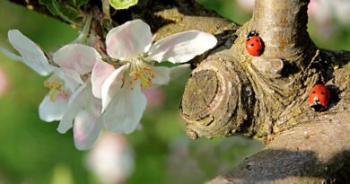 Two ladybugs on an apple tree branch next to blooming white blossoms, illustrating natural pest management methods and biodiversity in an organic garden.