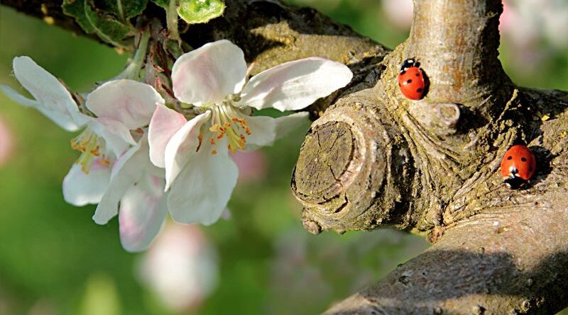 Two ladybugs on an apple tree branch next to blooming white blossoms, illustrating natural pest management methods and biodiversity in an organic garden.