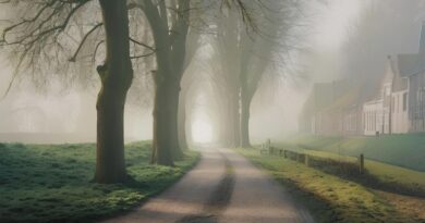 Een droomachtige, mistige bomenlaan die het niemandsland en het gevoel van zinloosheid tijdens spiritueel ontwaken symboliseert.