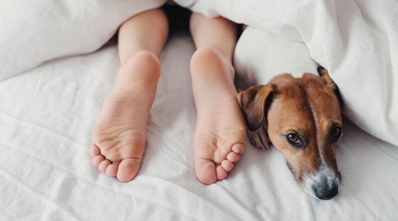A close-up view of a person's bare feet under white duvet covers while sleeping, with a cute Jack Russell Terrier dog lying tucked in next to them on a cozy bed.